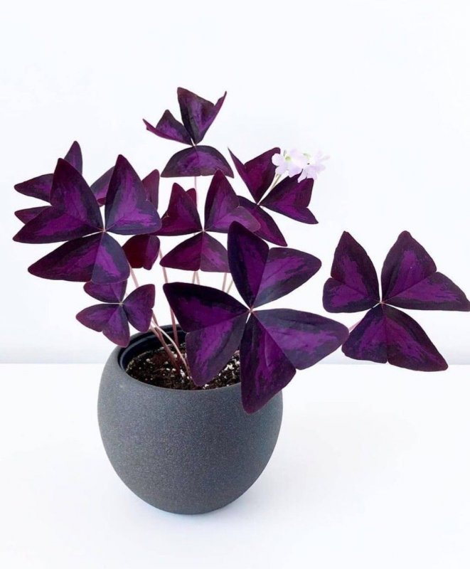 Кислица треугольная (Oxalis triangularis)