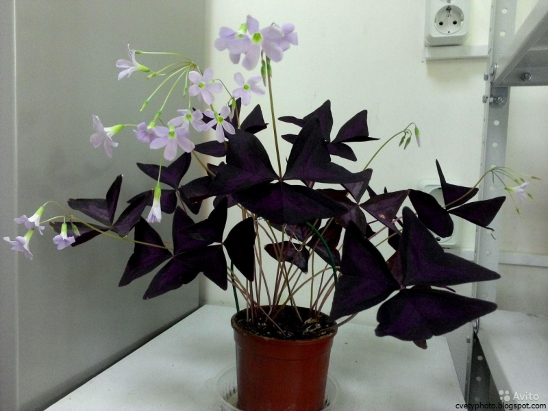 Кислица треугольная (Oxalis triangularis)