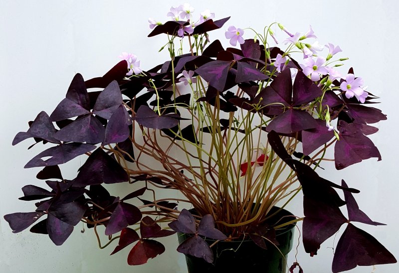 Кислица (род Oxalis)