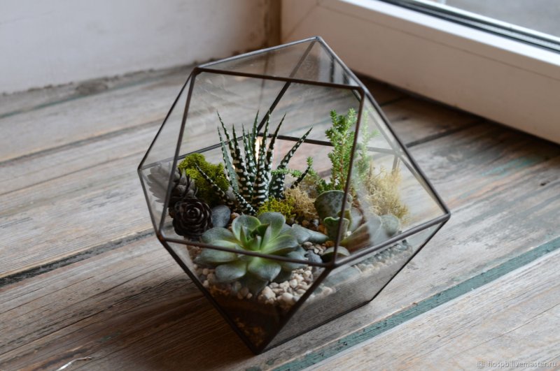 Glass grass флорариум