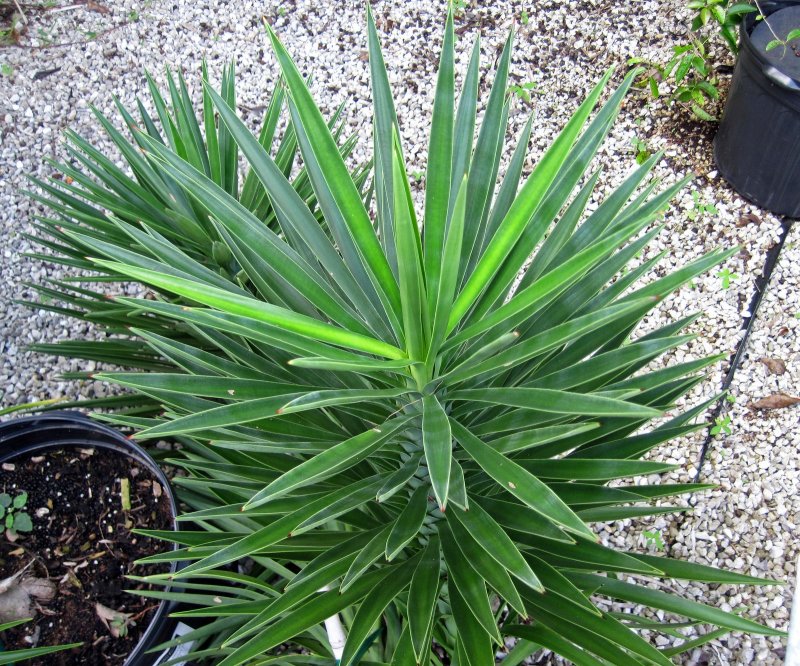 Юкка aloifolia комнатные