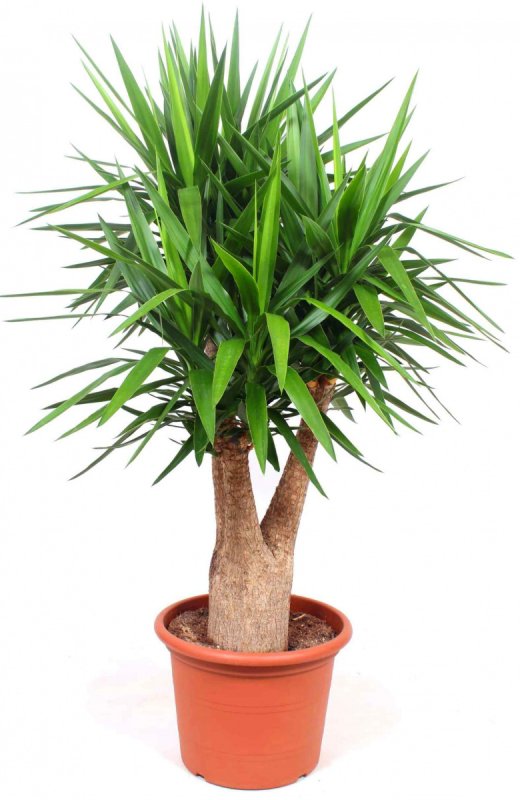 Yucca ELEPHANTIPES variegata