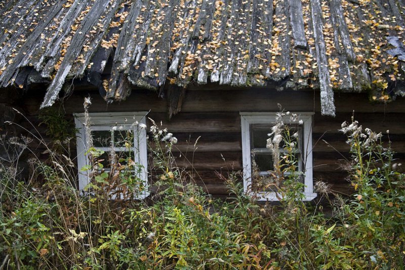 Заросшая деревня