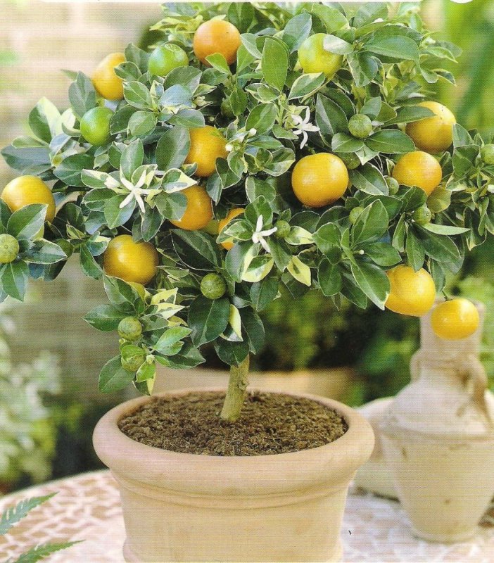 Лимон (Citrus Limon)