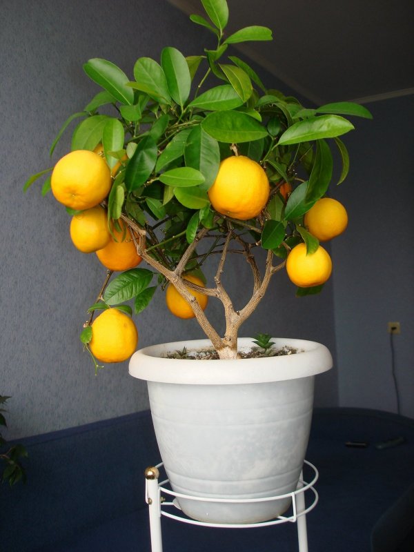 Комнатное дерево Citrus Lemon