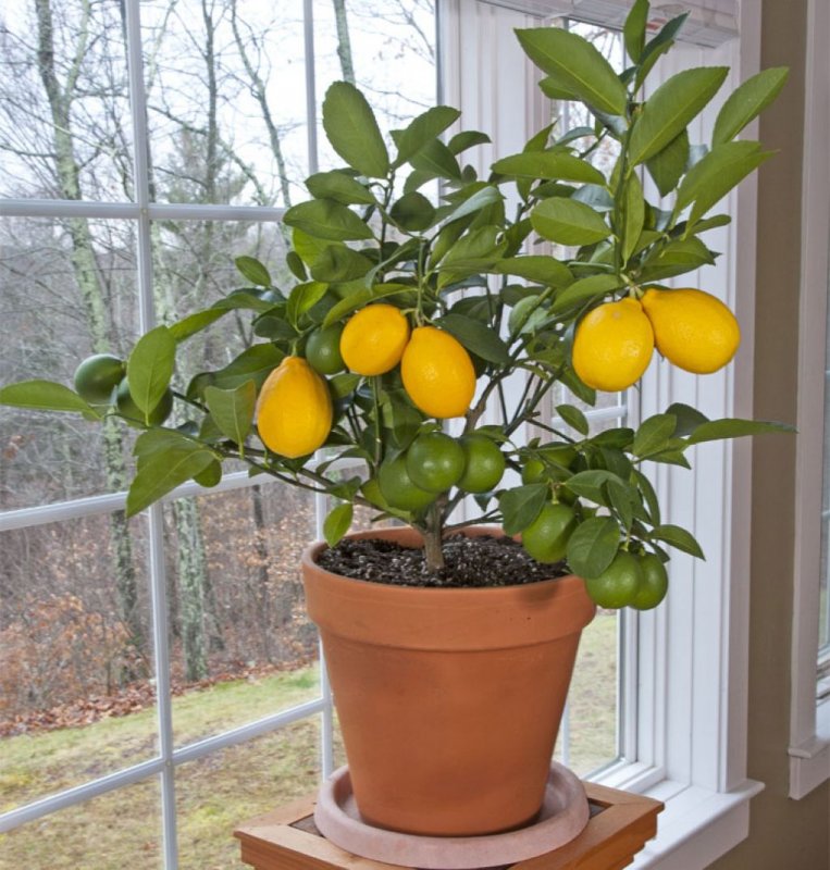 Комнатное дерево Citrus Limon