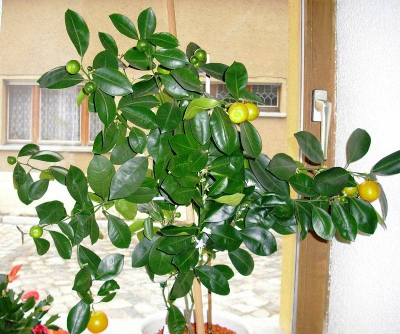 Лимонник домашний цветок комнатный