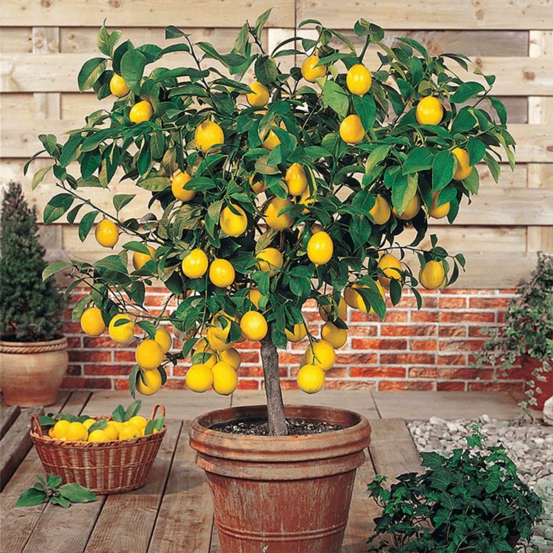 Lemon Tree (лимонное дерево)