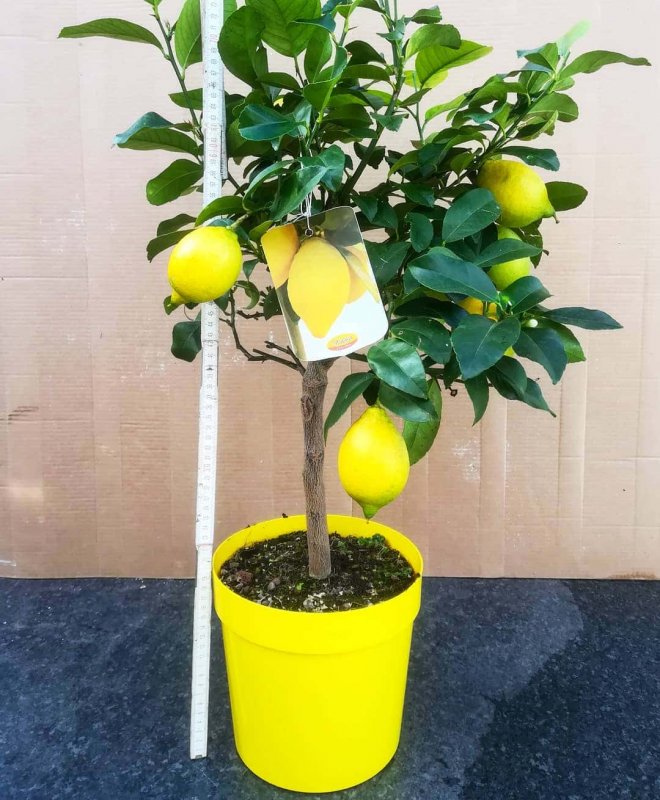 Куст лимона