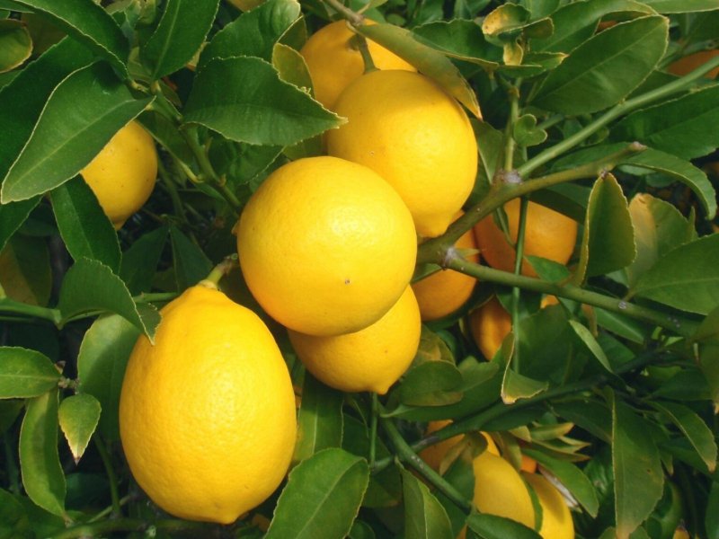 Комнатное дерево Citrus Limon