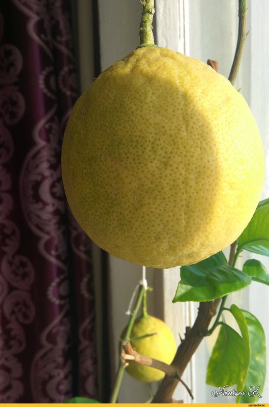 Лимонник домашний