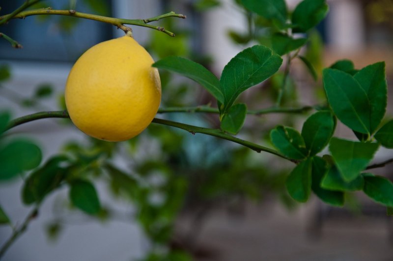 Citrus Limon домашний