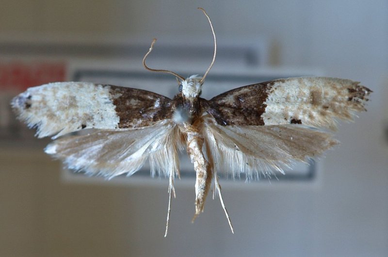 Платяная моль (Tineola bisselliella)