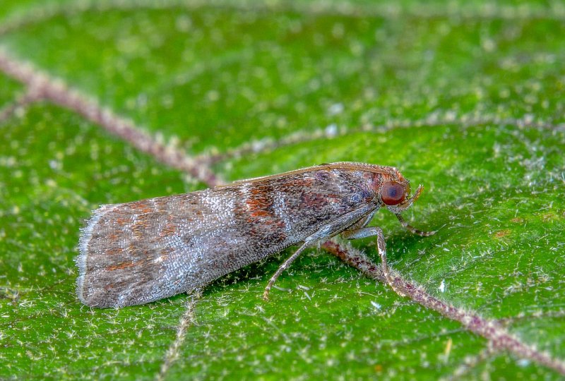 Бражник xylophanes Chiron