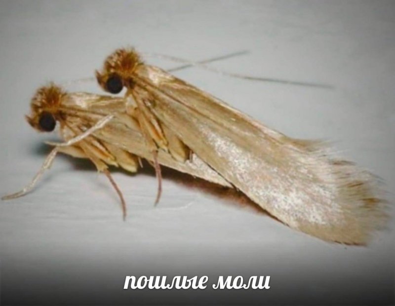 Амбарная пищевая моль
