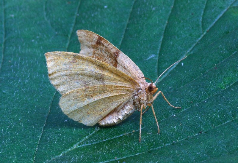 Cnephasia stephensiana