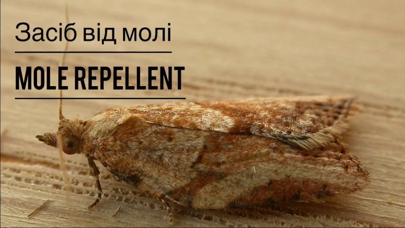 Строение насекомого моли