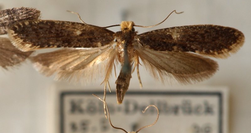 Case bearing Moth