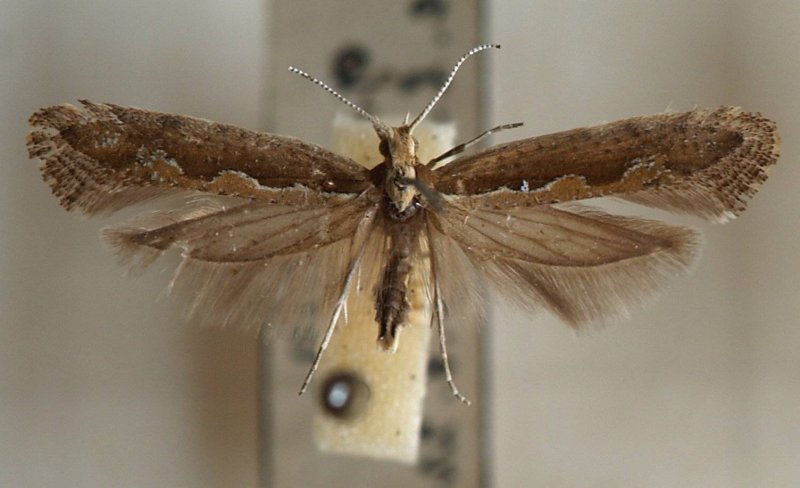Monopis laevigella