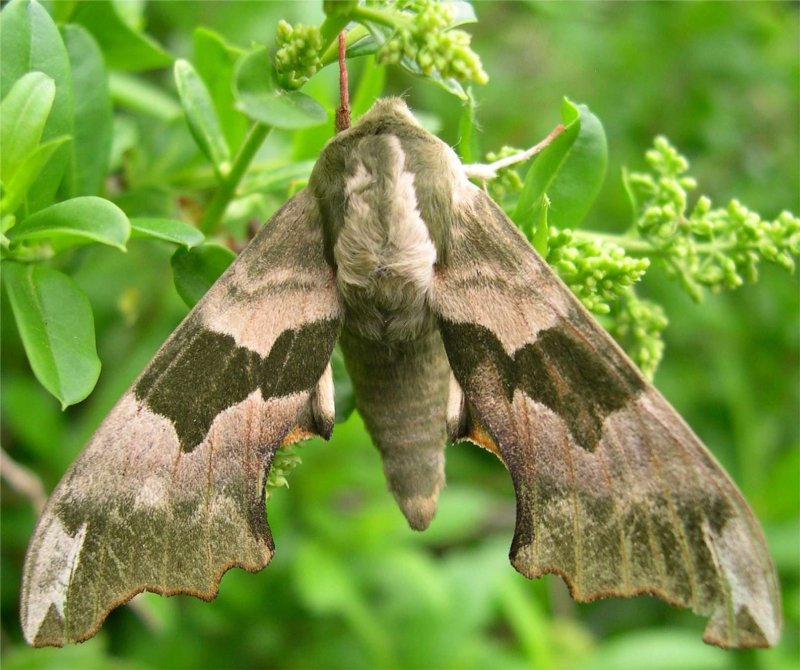 Phalerodonta bombycina