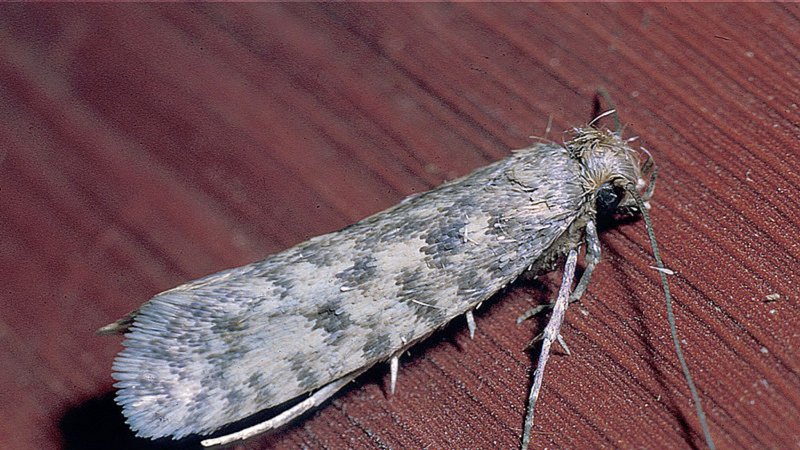Wax Moth