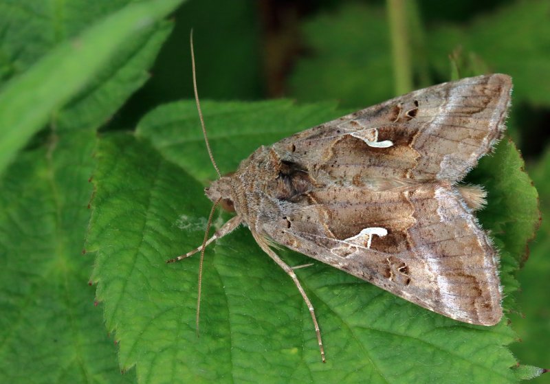 Incurvaria pectinea