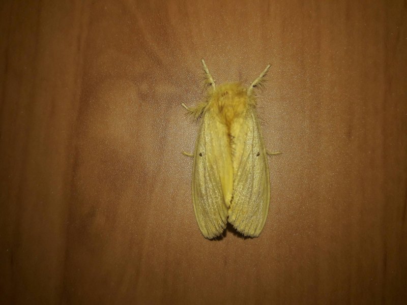 Evil Moth