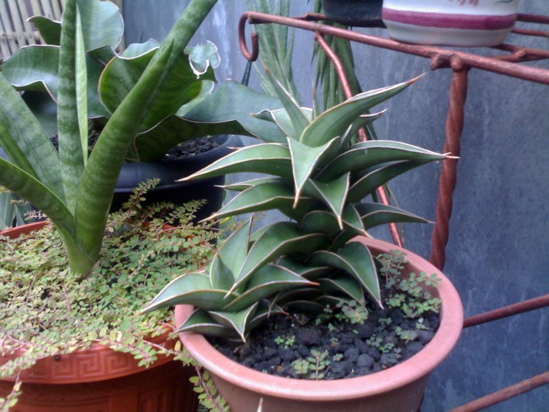 Сансевиерия Sansevieria Green Parrot