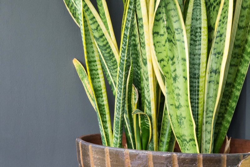 Sansevieria trifasciata
