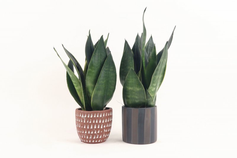 Night Owl Sansevieria
