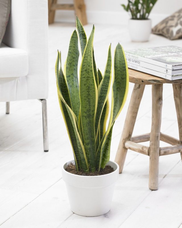 Sansevieria Grey Stripe