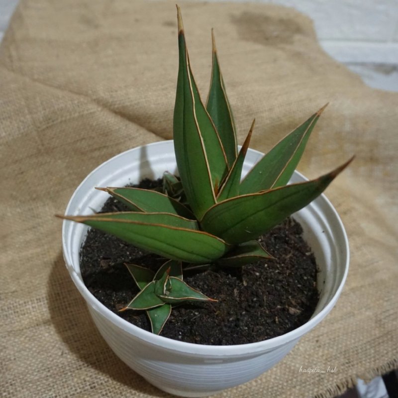 Сансевиерия трехполосная (Sansevieria trifasciata)