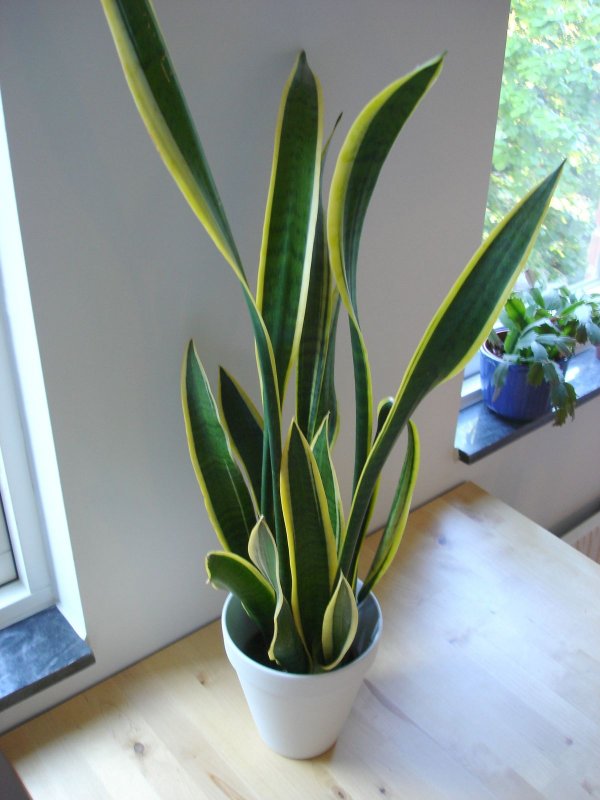 Сансевиерия trifasciata 'Silver Bush'