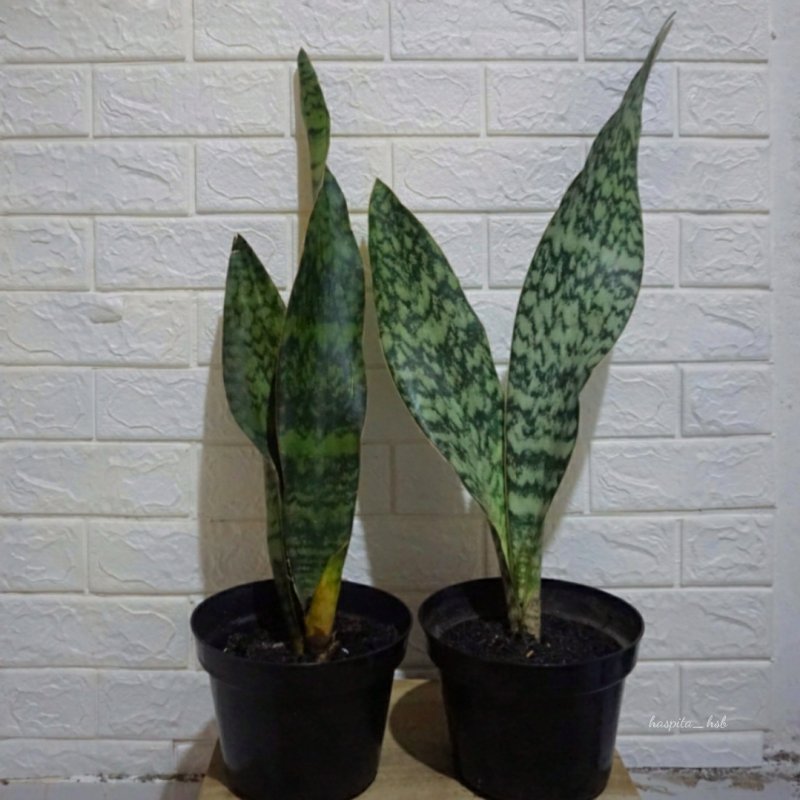 Сансевиерия (Sansevieria)