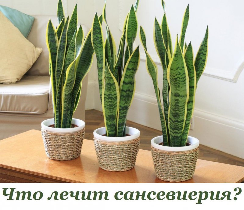 Sansevieria trifasciata