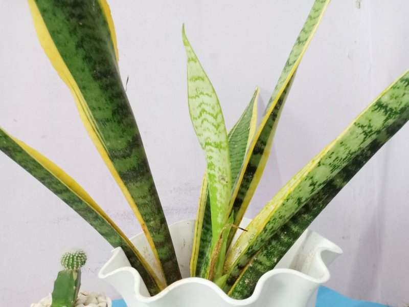 Сансевиерия trifasciata hahnii marginata