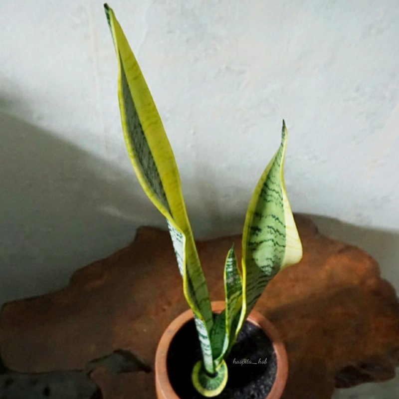 Сансевиерия trifasciata Splash
