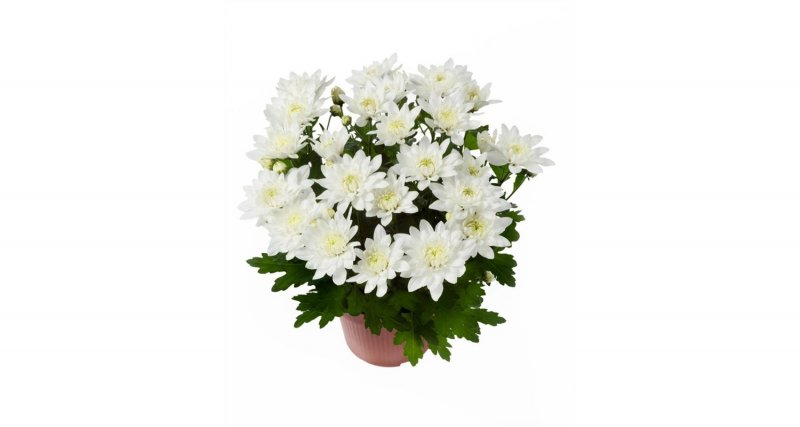 Хризантема Livley Red bicolor