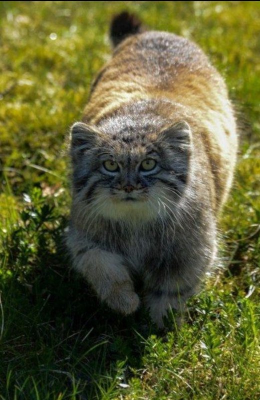 Манул (палласов кот)
