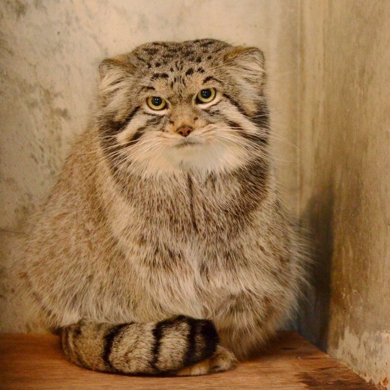 Кот Манул с детенышами