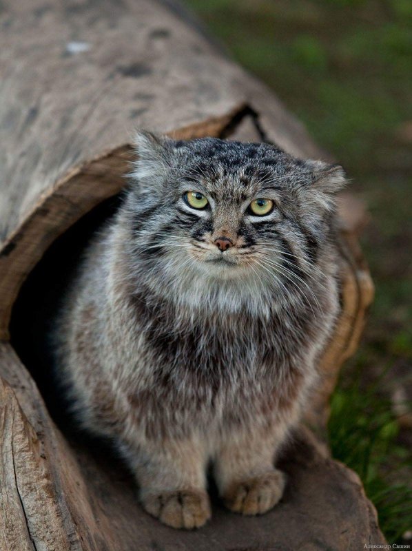 Сибирский дикий кот Манул