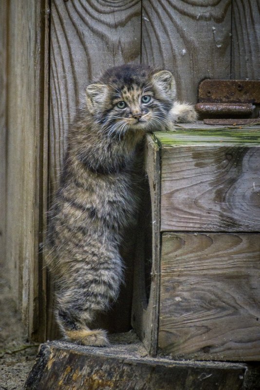 Кот Манул домашний