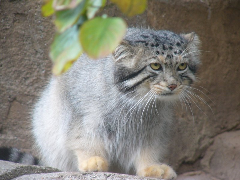 Кот Манул красная книга