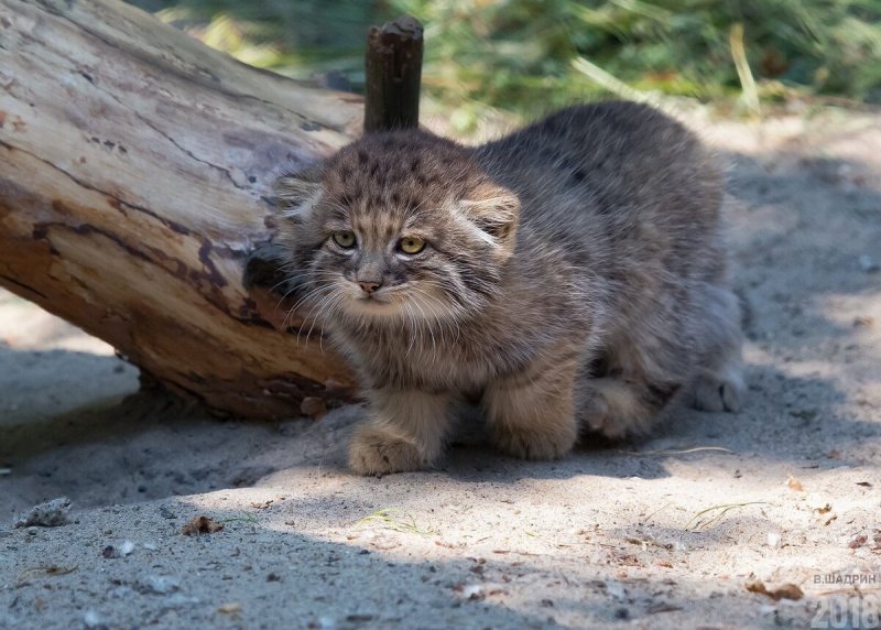 Кот Манул домашний