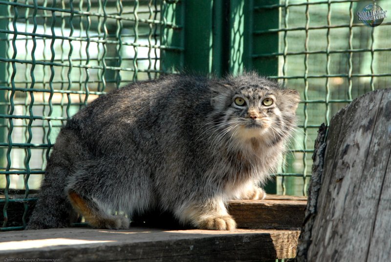 Охрана манула