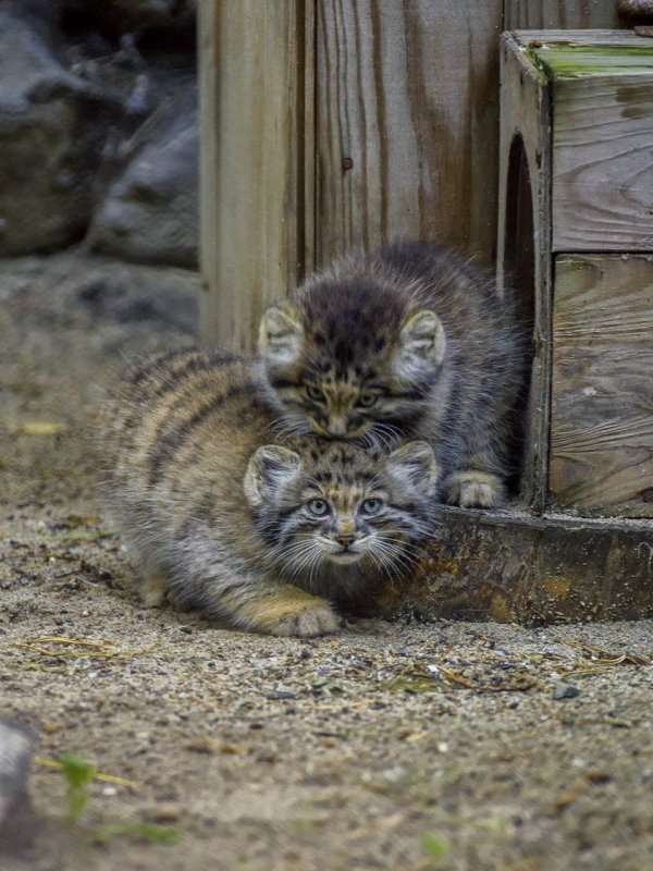 Кот Манул с детенышами