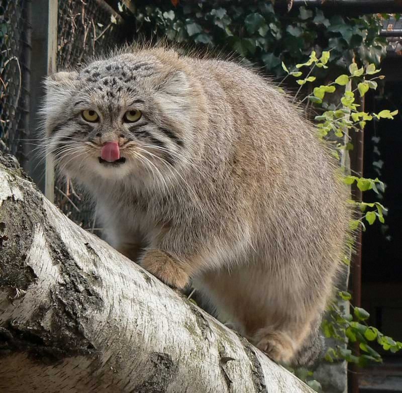 Дикая Лесная кошка Манул