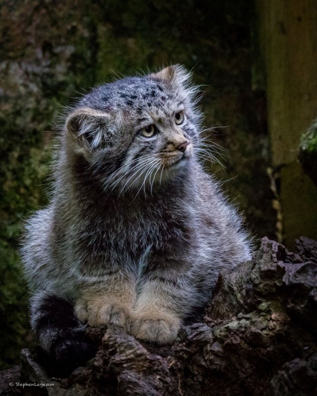 Камышовый кот Манул