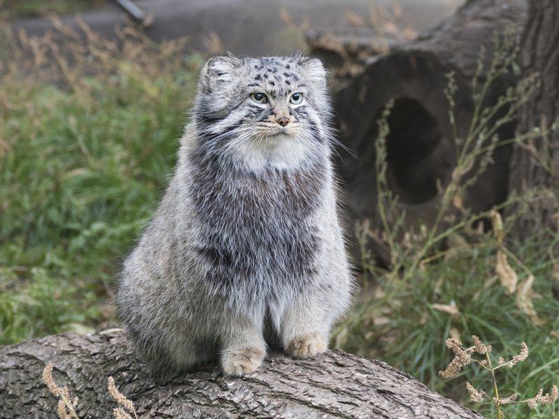 Сибирский дикий кот Манул