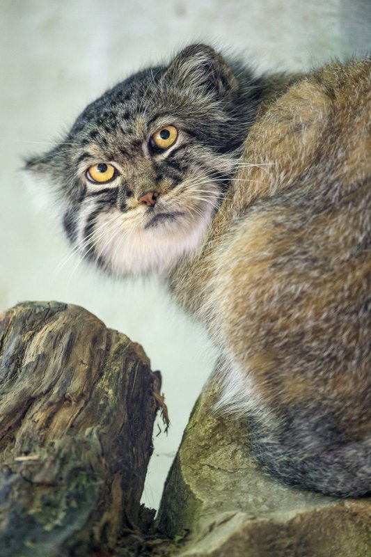 Манул кошка с котятами